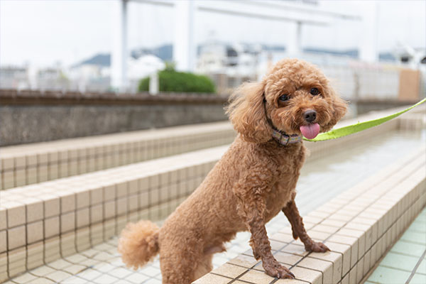 伊東マリンタウン