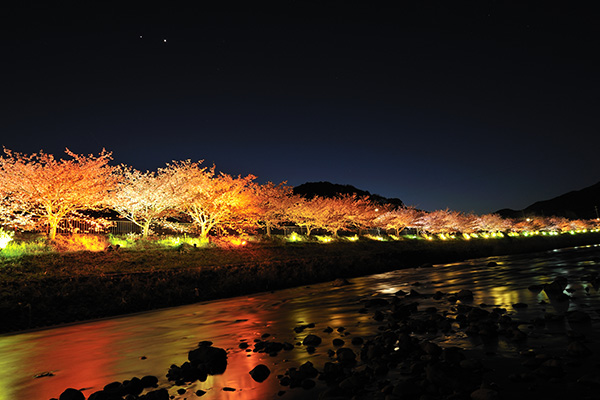 河津桜